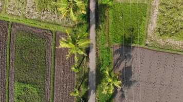 Free download aerial filming palms trees video and edit with RedcoolMedia movie maker MovieStudio video editor online and AudioStudio audio editor onlin