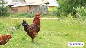 Free download A GALINHA RUIVA.pptx video and edit with RedcoolMedia movie maker MovieStudio video editor online and AudioStudio audio editor onlin