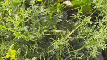 Free download A Green Meadow Stock Video video and edit with RedcoolMedia movie maker MovieStudio video editor online and AudioStudio audio editor onlin