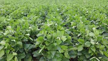 Free download AGRIS MiField Technology Site Introduction video and edit with RedcoolMedia movie maker MovieStudio video editor online and AudioStudio audio editor onlin