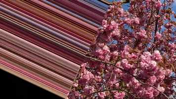 Free download Ah, Sun-Flower video and edit with RedcoolMedia movie maker MovieStudio video editor online and AudioStudio audio editor onlin