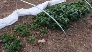 Free download AK - Generative Music Video video and edit with RedcoolMedia movie maker MovieStudio video editor online and AudioStudio audio editor onlin