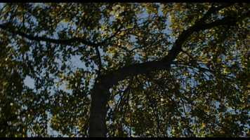 Free download ala wai blvd, hawaii video and edit with RedcoolMedia movie maker MovieStudio video editor online and AudioStudio audio editor onlin