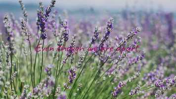 Free download Alex Birthday Movie video and edit with RedcoolMedia movie maker MovieStudio video editor online and AudioStudio audio editor onlin