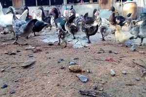 Free download Alluring_Grace_-_Sleep_And_Song.mp4 video and edit with RedcoolMedia movie maker MovieStudio video editor online and AudioStudio audio editor onlin