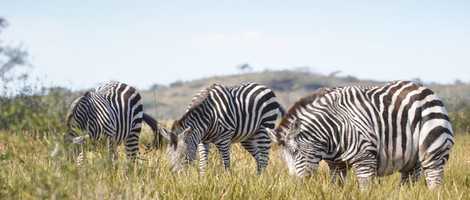 Free download Almarai - Obesity (Sehsucht Cinemascope) video and edit with RedcoolMedia movie maker MovieStudio video editor online and AudioStudio audio editor onlin