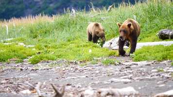 Free download Alpes du Sud : Gisle Lafond a rencontr le grizzly en Alaska et va sortir un film video and edit with RedcoolMedia movie maker MovieStudio video editor online and AudioStudio audio editor onlin