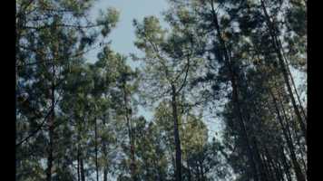 Free download ALVA Trailer video and edit with RedcoolMedia movie maker MovieStudio video editor online and AudioStudio audio editor onlin