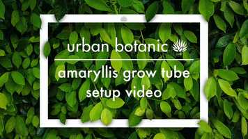 Free download Amaryllis Grow Tube Setup - Urban Botanic video and edit with RedcoolMedia movie maker MovieStudio video editor online and AudioStudio audio editor onlin