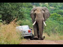 Free download Amazing Safari Adventure video and edit with RedcoolMedia movie maker MovieStudio video editor online and AudioStudio audio editor onlin