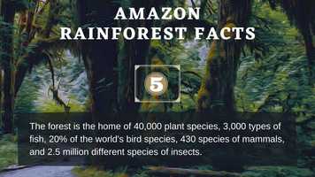 Free download Amazon Rainforest Facts For Kids video and edit with RedcoolMedia movie maker MovieStudio video editor online and AudioStudio audio editor onlin