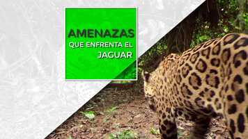 Free download Amenazas que enfrenta el Jaguar video and edit with RedcoolMedia movie maker MovieStudio video editor online and AudioStudio audio editor onlin