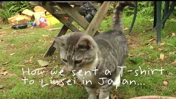 Free download Am I Playing With My Cat (Or Is My Cat Playing With Me)? by Mr Roberelli video and edit with RedcoolMedia movie maker MovieStudio video editor online and AudioStudio audio editor onlin