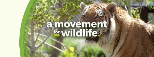 Free download a movement for wildlife - a video and edit with RedcoolMedia movie maker MovieStudio video editor online and AudioStudio audio editor onlin
