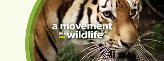 Free download a movement for wildlife - b video and edit with RedcoolMedia movie maker MovieStudio video editor online and AudioStudio audio editor onlin