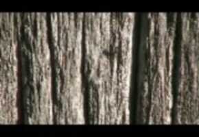 Free download AnatomyOf An Ancient Barn 2 - Weathered Siding - (Wide Screen 16:9) video and edit with RedcoolMedia movie maker MovieStudio video editor online and AudioStudio audio editor onlin