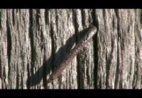 Free download AnatomyOf An Ancient Barn 3 - Bent and Rusted Nail - (Wide Screen 16:9) video and edit with RedcoolMedia movie maker MovieStudio video editor online and AudioStudio audio editor onlin