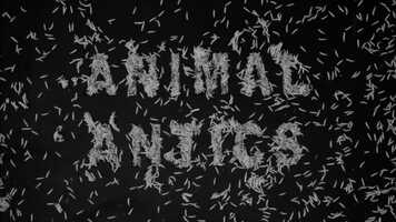Free download Animal Antics / TRAILER 2 video and edit with RedcoolMedia movie maker MovieStudio video editor online and AudioStudio audio editor onlin