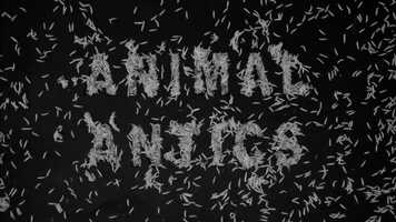 Free download Animal Antics / TRAILER 4 video and edit with RedcoolMedia movie maker MovieStudio video editor online and AudioStudio audio editor onlin
