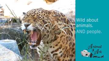 Free download AnimalArk_1 video and edit with RedcoolMedia movie maker MovieStudio video editor online and AudioStudio audio editor onlin