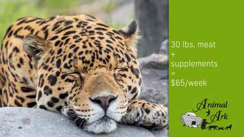 Free download AnimalArk_3 video and edit with RedcoolMedia movie maker MovieStudio video editor online and AudioStudio audio editor onlin