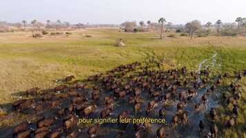 Free download ANIMAL DEMOCRACY_trailer video and edit with RedcoolMedia movie maker MovieStudio video editor online and AudioStudio audio editor onlin