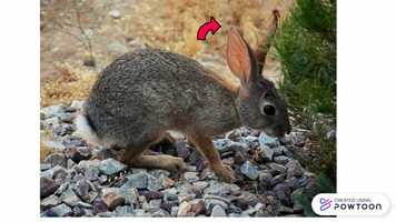 Free download ANIMAL DESCRIPTION video and edit with RedcoolMedia movie maker MovieStudio video editor online and AudioStudio audio editor onlin