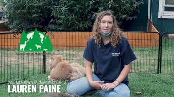 Free download animal education bunnies V1 video and edit with RedcoolMedia movie maker MovieStudio video editor online and AudioStudio audio editor onlin