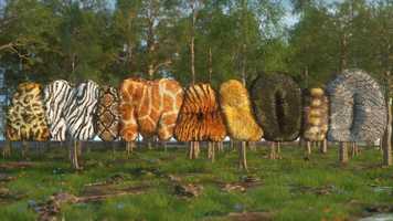 Free download ANIMALOID video and edit with RedcoolMedia movie maker MovieStudio video editor online and AudioStudio audio editor onlin