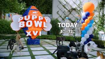 Free download Animal Planet Puppy Bowl 16 Promo video and edit with RedcoolMedia movie maker MovieStudio video editor online and AudioStudio audio editor onlin