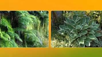 Free download Animals and Plants - Movement and Food video and edit with RedcoolMedia movie maker MovieStudio video editor online and AudioStudio audio editor onlin