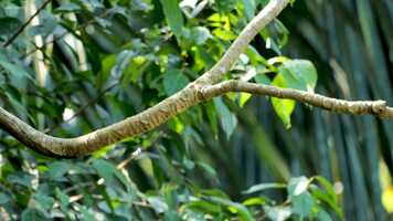 Free download Animals  Wildlife 8K ULTRA HD  Relaxing Music and Nature Sounds 8K T video and edit with RedcoolMedia movie maker MovieStudio video editor online and AudioStudio audio editor onlin