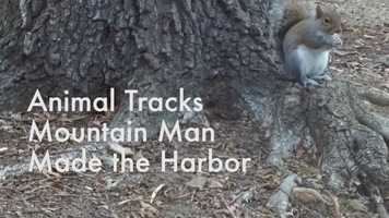 Free download Animal Tracks with Squirrels video and edit with RedcoolMedia movie maker MovieStudio video editor online and AudioStudio audio editor onlin