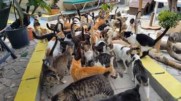 Free download Animal Welfare for Pets, Working Animals and Animals in Sport: Page 17 video and edit with RedcoolMedia movie maker MovieStudio video editor online and AudioStudio audio editor onlin