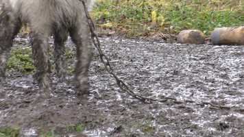 Free download Animal Welfare for Pets, Working Animals and Animals in Sport: Page 19 video and edit with RedcoolMedia movie maker MovieStudio video editor online and AudioStudio audio editor onlin