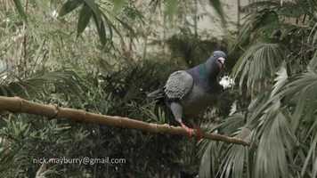 Free download Animation Demo Reel - March 2020 video and edit with RedcoolMedia movie maker MovieStudio video editor online and AudioStudio audio editor onlin