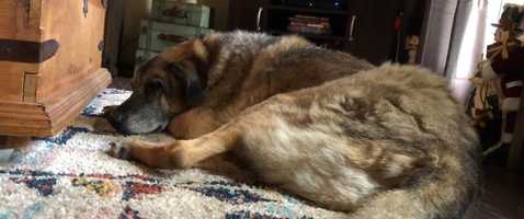 Free download An Old Pup video and edit with RedcoolMedia movie maker MovieStudio video editor online and AudioStudio audio editor onlin