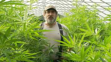 Free download An Organic Farmer Speaks Out: Restore Our Rights to Sell Hemp Products! video and edit with RedcoolMedia movie maker MovieStudio video editor online and AudioStudio audio editor onlin