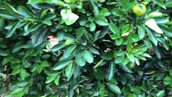 Free download Another update from the back yard of 8 Melrose Ave video and edit with RedcoolMedia movie maker MovieStudio video editor online and AudioStudio audio editor onlin