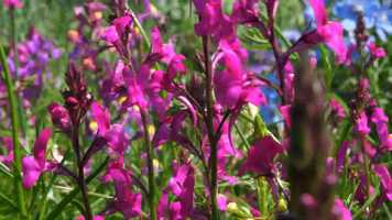 Free download ANRN : CLUB KITCHEN GARDEN video and edit with RedcoolMedia movie maker MovieStudio video editor online and AudioStudio audio editor onlin