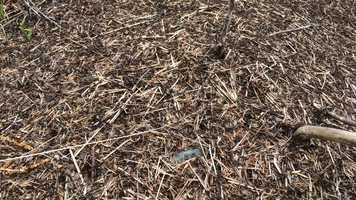 Free download Ant Hill video and edit with RedcoolMedia movie maker MovieStudio video editor online and AudioStudio audio editor onlin