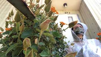 Free download AntigoneNOWFinal5-19-20 video and edit with RedcoolMedia movie maker MovieStudio video editor online and AudioStudio audio editor onlin