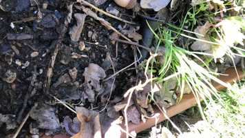 Free download Ant Observation 2 (No Voice) video and edit with RedcoolMedia movie maker MovieStudio video editor online and AudioStudio audio editor onlin