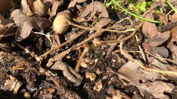 Free download Ant Observation 5 (No Voice) video and edit with RedcoolMedia movie maker MovieStudio video editor online and AudioStudio audio editor onlin