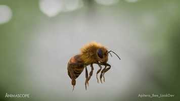 Free download Apitera // Bee LookDev video and edit with RedcoolMedia movie maker MovieStudio video editor online and AudioStudio audio editor onlin