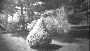 Free download Appleseed video and edit with RedcoolMedia movie maker MovieStudio video editor online and AudioStudio audio editor onlin