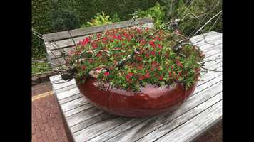 Free download Apppeltern Tuinen 10 juli 2020 video and edit with RedcoolMedia movie maker MovieStudio video editor online and AudioStudio audio editor onlin