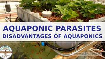 Free download Aquaponic Parasites Liver Flukes in Humans Explainer Video video and edit with RedcoolMedia movie maker MovieStudio video editor online and AudioStudio audio editor onlin