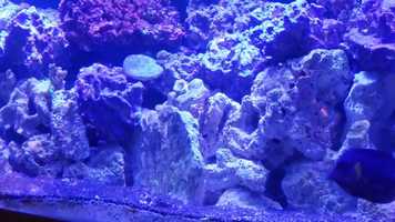 Free download Aquarium Depot Review by kellie r video and edit with RedcoolMedia movie maker MovieStudio video editor online and AudioStudio audio editor onlin