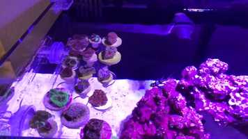 Free download Aquarium Depot Review by Richard B video and edit with RedcoolMedia movie maker MovieStudio video editor online and AudioStudio audio editor onlin